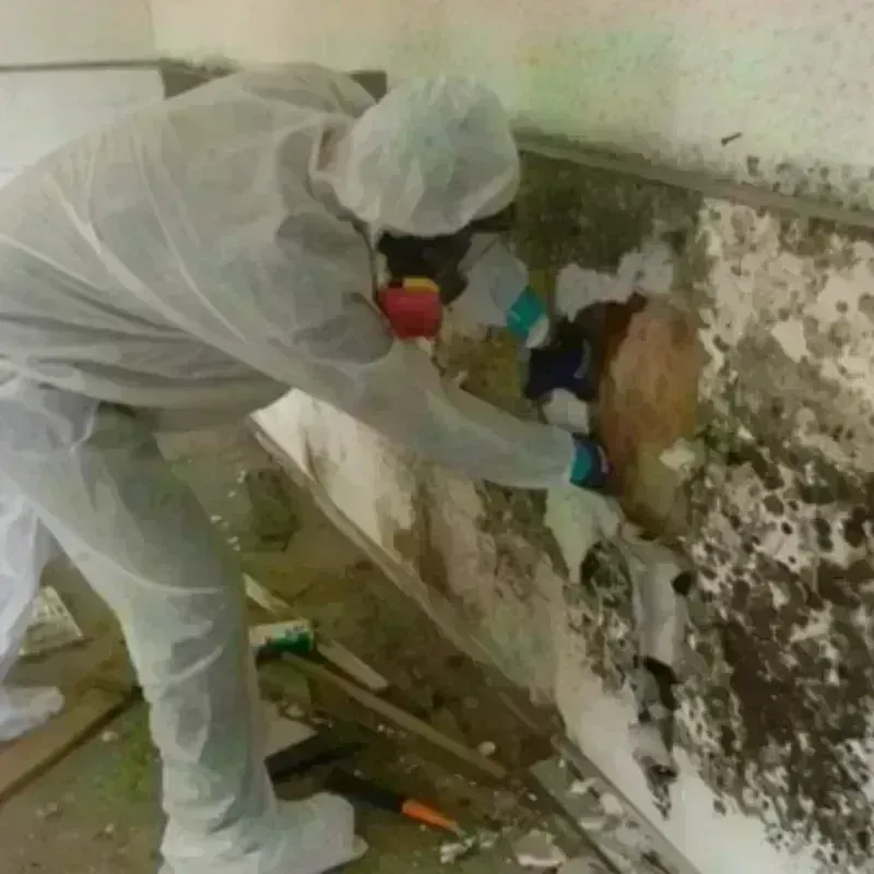 Mold Remediation and Removal in Oregon City, OR